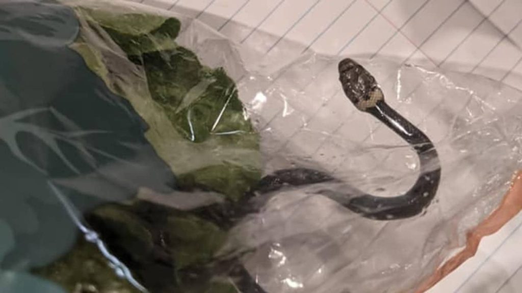 Σίδνεϊ: Αγόρασαν μαρούλι και… φίδι στη τιμή του ενός (βίντεο)