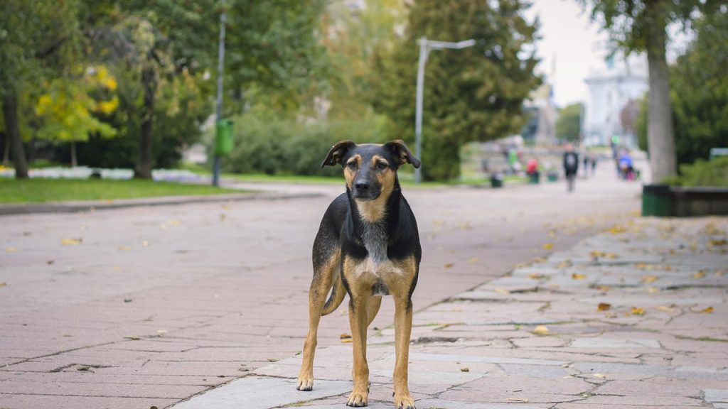 Λουτράκι: Επίθεση από αδέσποτο σκύλο δέχθηκε 15χρονο κορίτσι (βίντεο)