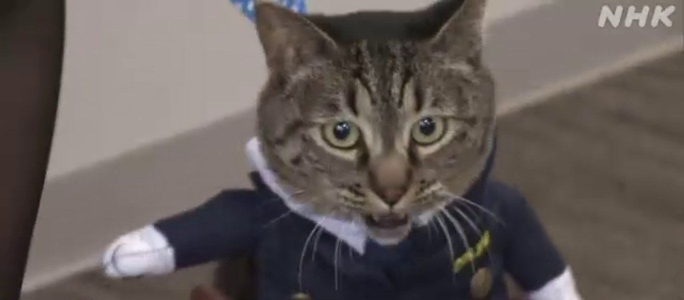 Κίνα: Γάτα έγινε αρχηγός της αστυνομίας σε αστυνομικό τμήμα (βίντεο)