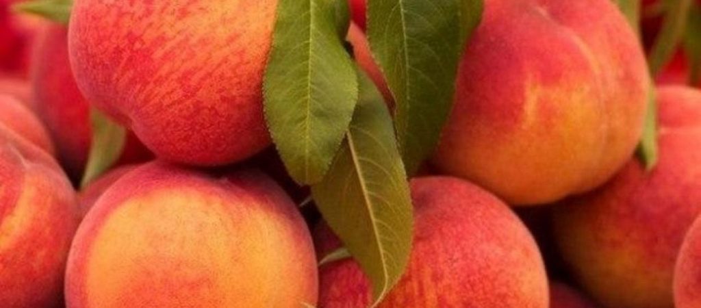 Σε κίνδυνο η κονσερβοποιία στη Μακεδονία, μετά την πρωτοφανή καταστροφή στις αγροτικές καλλιέργειες