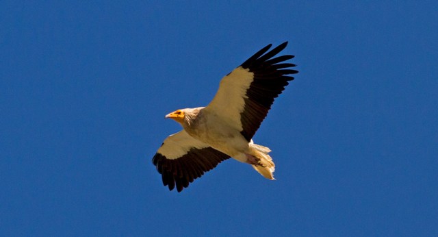 Το πουλί που διανύει κάθε χρόνο 6.000 χλμ για να πάει στην Κόνιτσα – Βρίσκεται υπό εξαφάνιση