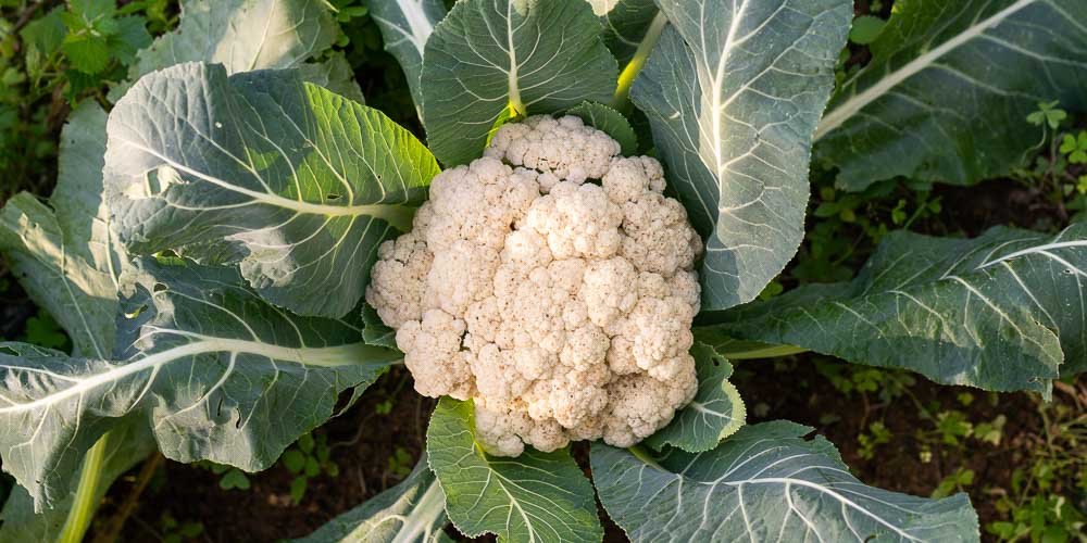 Κουνουπίδι: Τα τέσσερα οφέλη του για την υγεία μας