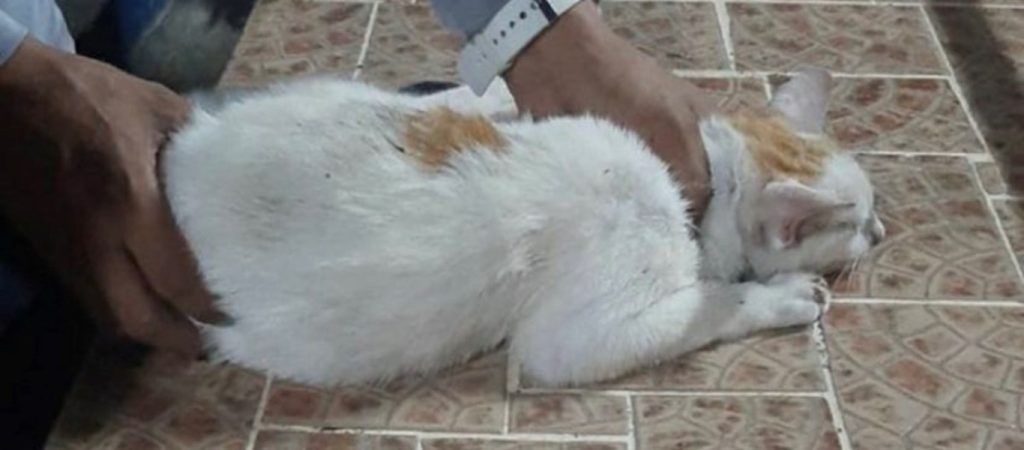 «Συνελήφθη» γάτος έξω από τις φυλακές του Παναμά – Έρευνα για την σχέση του με τους κρατούμενους (φώτο)