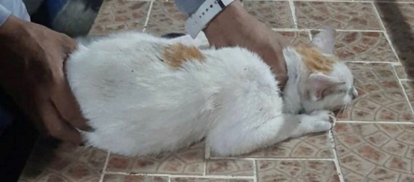 «Συνελήφθη» γάτος έξω από τις φυλακές του Παναμά – Έρευνα για την σχέση του με τους κρατούμενους (φώτο)