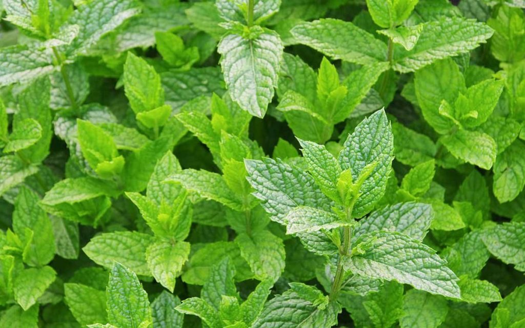 Μέντα: To πολυμήχανο φυτό που δεν πρέπει να λείπει από κανένα σπίτι
