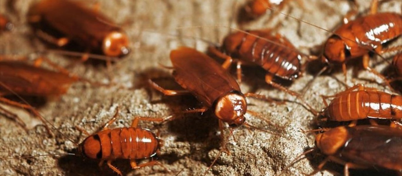 6+1 φυσικοί τρόποι για να απομακρύνετε τις κατσαρίδες από το σπίτι σας
