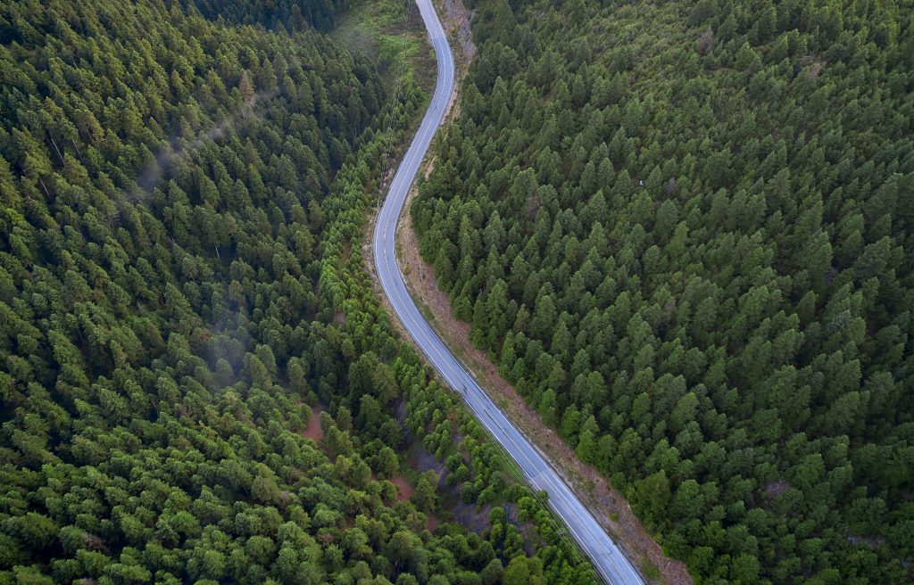 Μοναδικό θέαμα: Το δάσος που… «σκάει» χαμόγελο κάθε φθινόπωρο (φωτο)