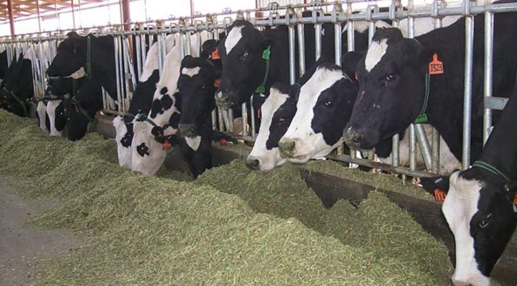 Την απαγόρευση εκτροφής ζώων σε κλουβιά εξετάζει η Ε.Ε.