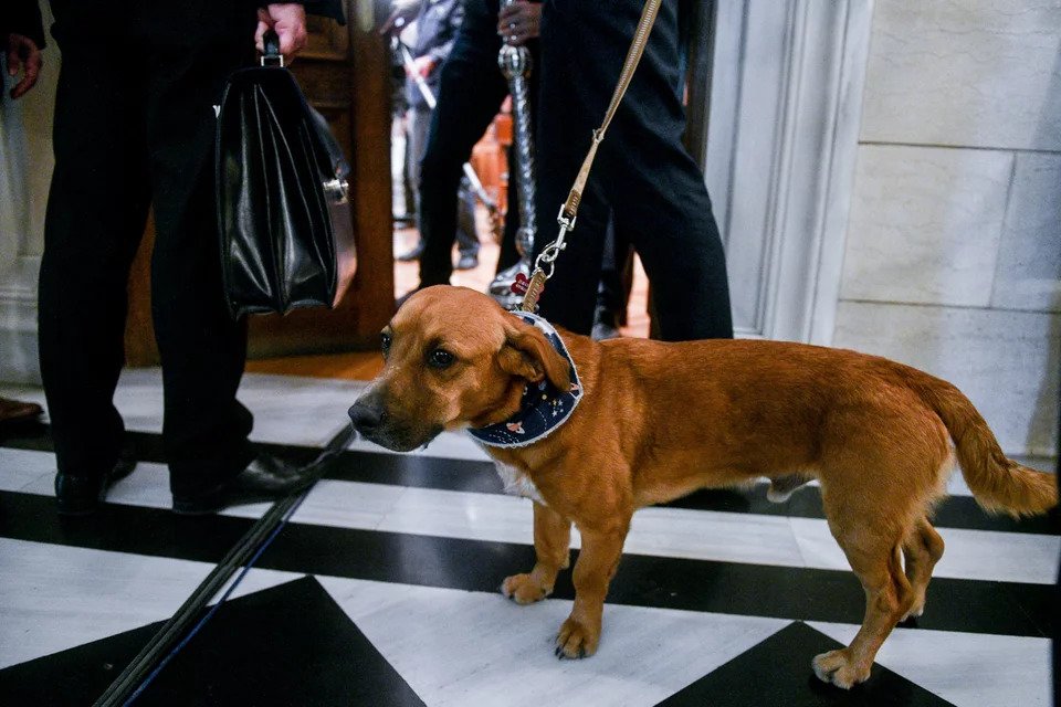 Ο σκύλος… του Κ.Μητσοτάκη: Με τον Πίνατ ασχολήθηκαν σήμερα δημοσιογράφοι και φωτογράφοι (φώτο)