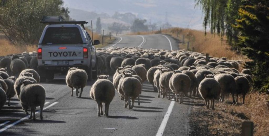 Ηλεία: Απίστευτο περιστατικό βαρβαρότητας – Πέρασε με το αυτοκίνητο πάνω από κοπάδι προβάτων