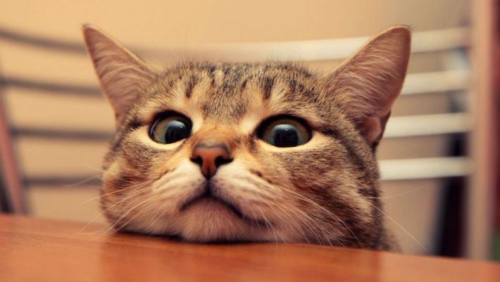 Βρετανική έρευνα υποστηρίζει ότι οι γάτες μπορούν να κολλήσουν κορωνοϊό από τους ανθρώπους