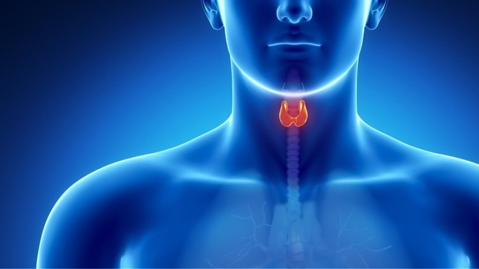 Θυρεοειδής: Τέσσερα σημάδια δυσλειτουργίας του – Ποιες τροφές έχουν το ιώδιο που χρειάζεται