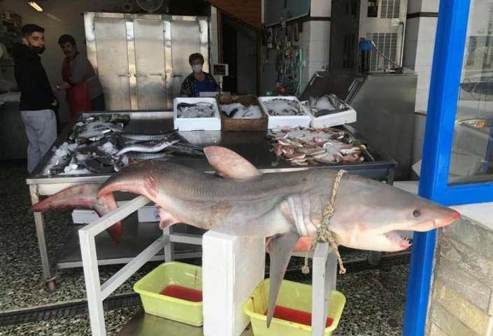 Νάξος: Ψαράδες έπιασαν καρχαριοειδές 75 κιλών – Πουλήθηκε μέσα σε μισή ώρα (φωτο)