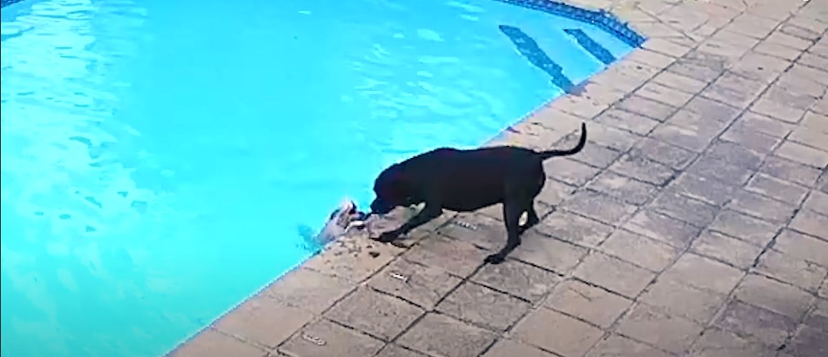 Η συγκινητική προσπάθεια σκυλίτσας να σώσει τον… φίλο της που έπεσε στη πισίνα (βίντεο)