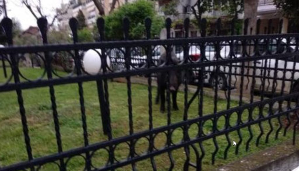 Θεσσαλονίκη: Aγριογούρουνο κόβει ανενόχλητο βόλτες στις πυλωτές των σπιτιών (φωτο)