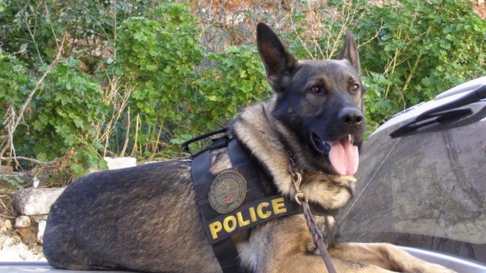Ξεκαρδιστικό: Δείτε την αντίδραση πρώην αστυνομικού σκύλου όταν ακούει τη λέξη «κοκαΐνη» (βίντεο)