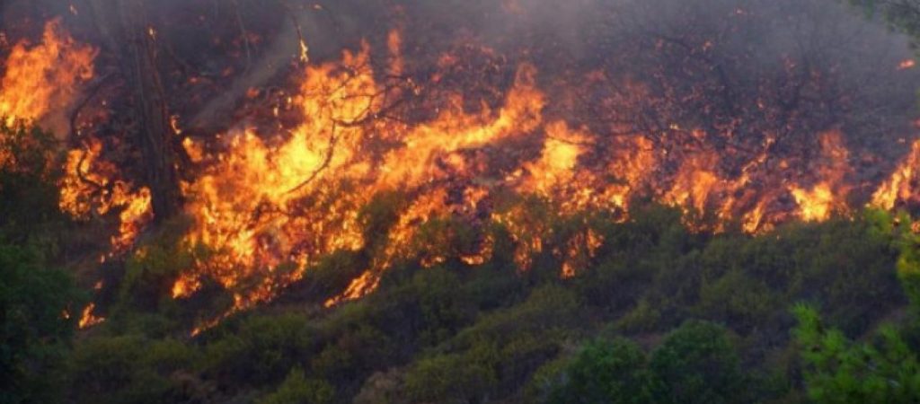 Πυρκαγιά σε δασική έκταση στην Κοζάνη