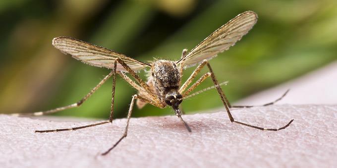 Αυτός είναι ο λόγος που αυτή την εβδομάδα θα απελευθερωθούν χιλιάδες γενετικά τροποποιημένα κουνούπια