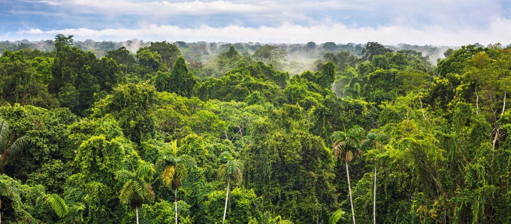 Θύμα της κλιματικής αλλαγής τμήμα του δάσους του Αμαζονίου – Εκπέμπει περισσότερο διοξείδιο του άνθρακα