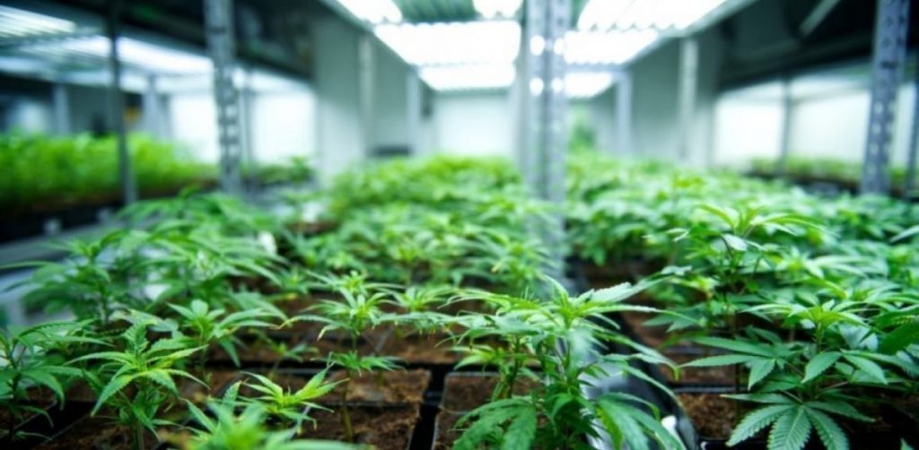 Μυλοπόταμος: Eντοπίσθηκε σε αγροτική περιοχή φυτεία εκατοντάδων δενδρυλλίων κάνναβης