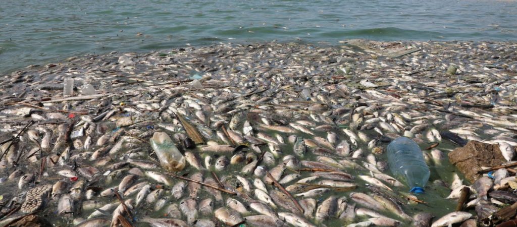Λίβανος: Τουλάχιστον σαράντα τόνοι από νεκρά ψάρια ξεβράστηκαν σε λίμνη