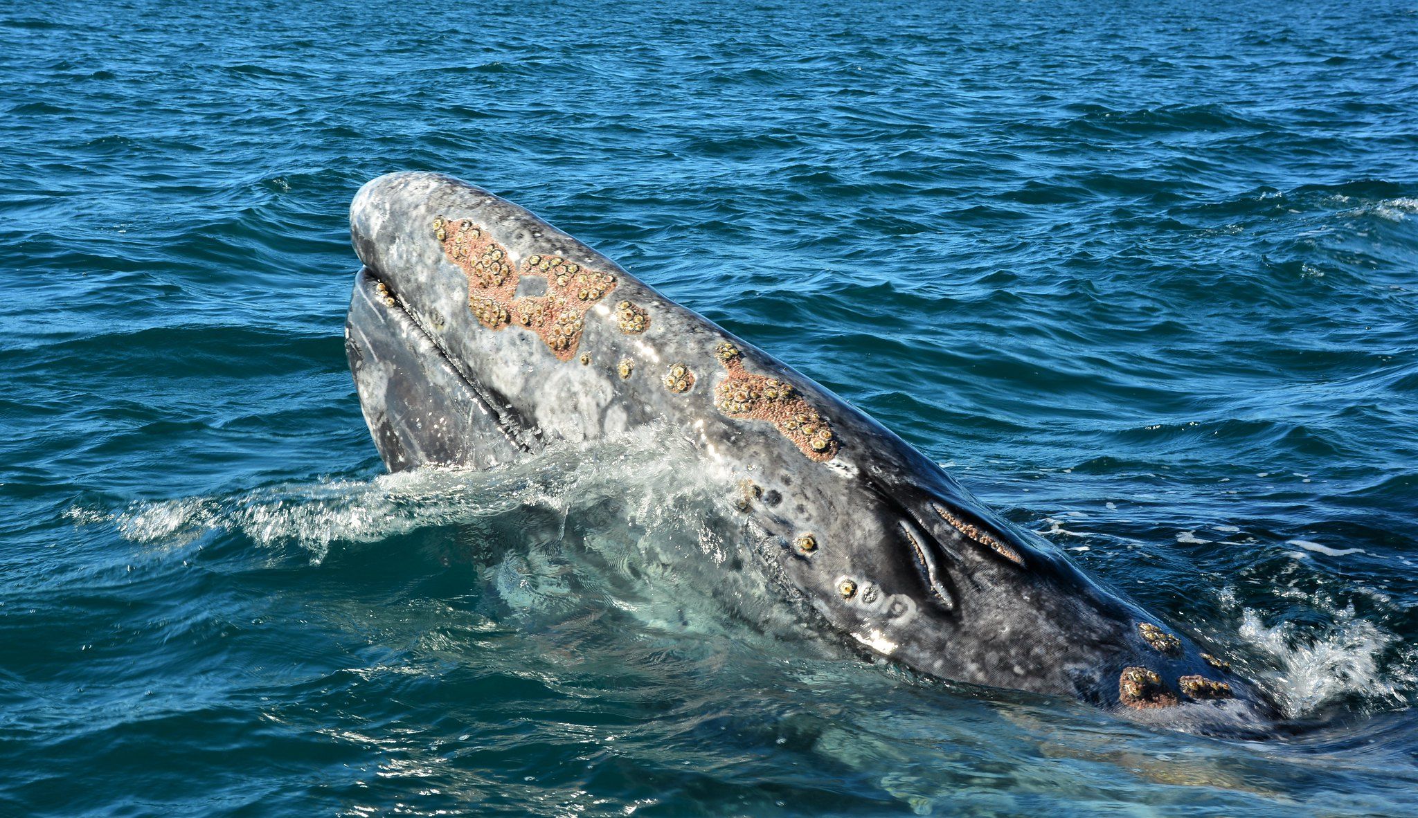 Σπάνια γκρι φάλαινα εντοπίσθηκε στη Μεσόγειο