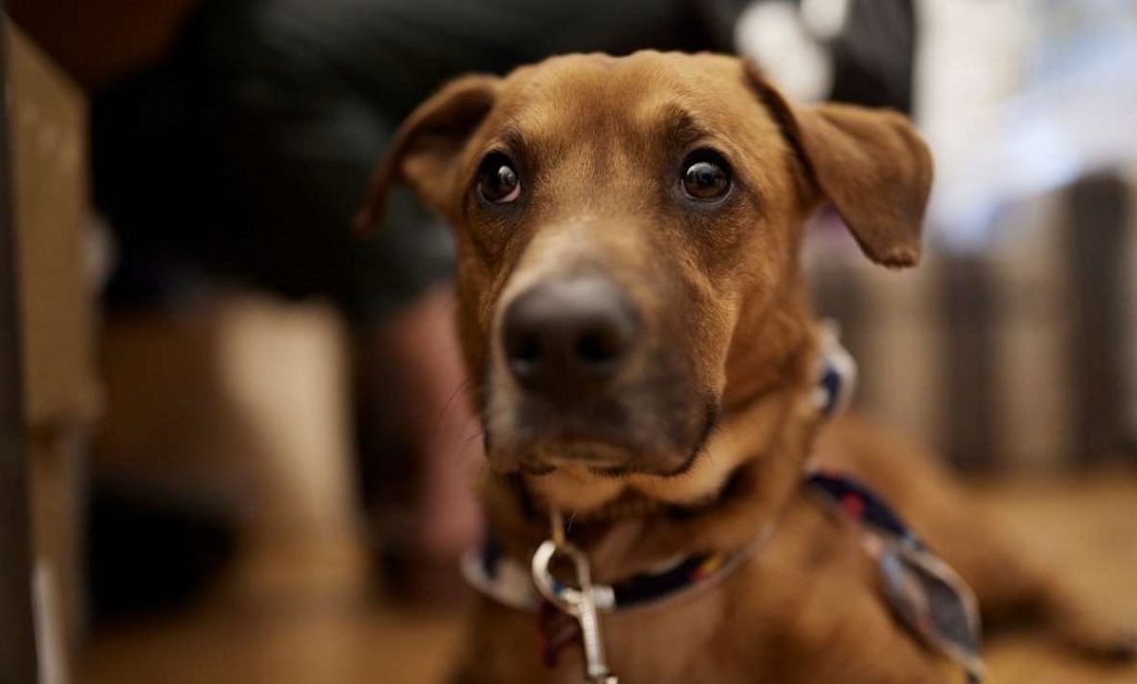 Δημοφιλής ο… «Πίνατ»: Τον «δανείστηκε» ο Α.Σκέρτσος για να στείλει τις πασχαλινές του ευχές (φώτο)