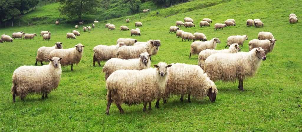 Υπουργείο Αγροτικής Ανάπτυξης: Έρχεται νομοσχέδιο για την ενίσχυση της κτηνοτροφίας