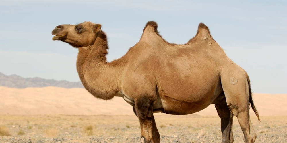 Ηνωμένα Αραβικά Εμιράτα: Επιστήμονες χορήγησαν σε καμήλες νεκρά δείγματα Covid-19