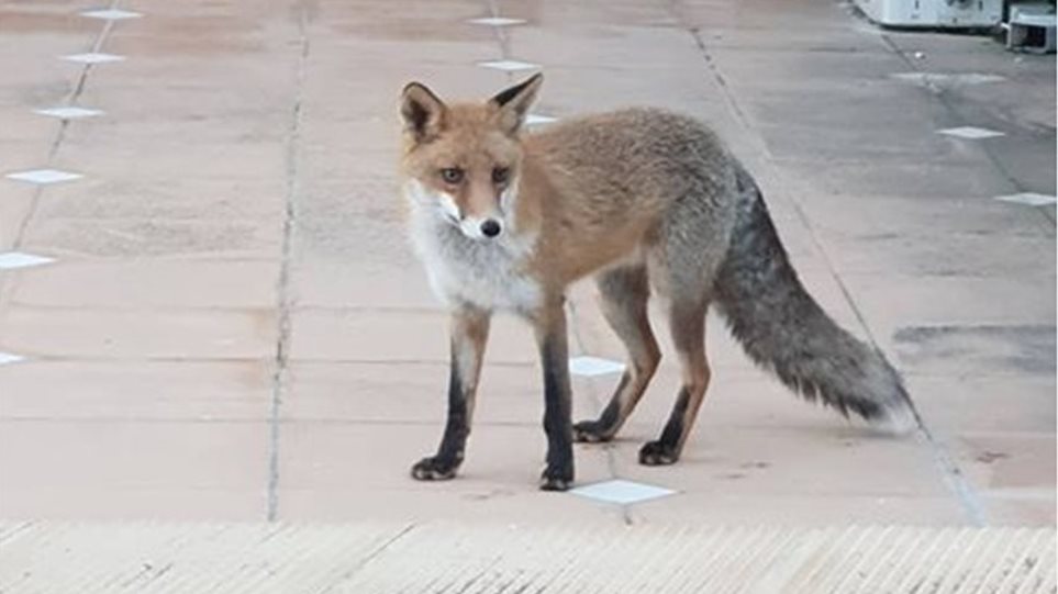 Η μασκότ της Φθιώτιδας – Μια αλεπού διαφορετική από τις άλλες (βίντεο)