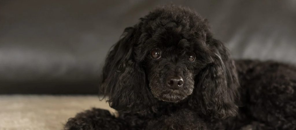 Ισπανία: Γυναίκα σκηνοθέτησε τον θάνατό της – Εντοπίστηκε χάρη στον σκύλο της