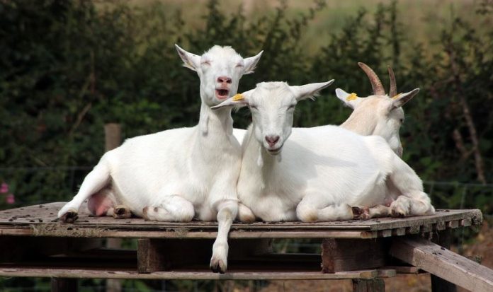 Χανιά: Κατσίκια «έκοβαν» βόλτες στα μνήματα – Έτρωγαν τα λουλούδια (φωτο)