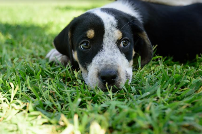 Σε δημόσια διαβούλευση το νομοσχέδιο για κατοικίδια και αδέσποτα ζώα – Οι δέκα άξονες