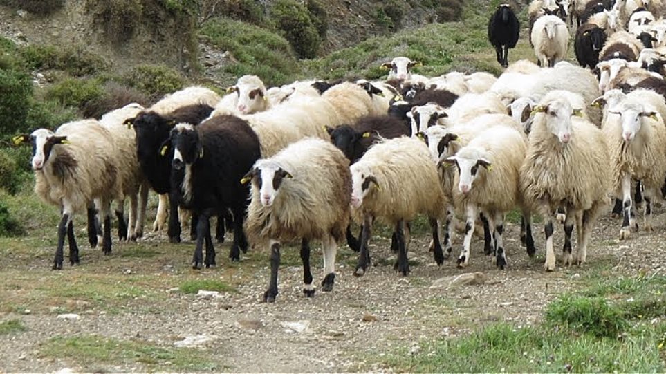 Απίστευτο περιστατικό στην Κρήτη: Πιάστηκαν στα χέρια για ένα… πρόβατο