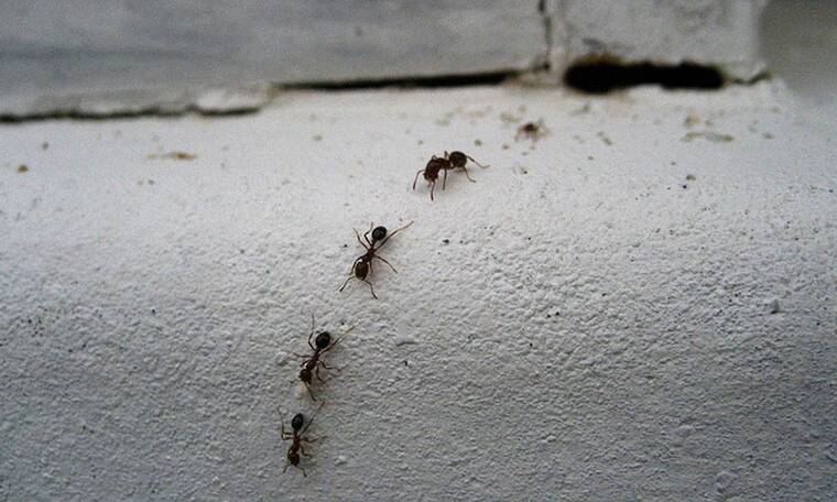 Οκτώ λόγοι που τα έντομα «έλκονται» από το σπίτι σας – Τι πρέπει να κάνετε