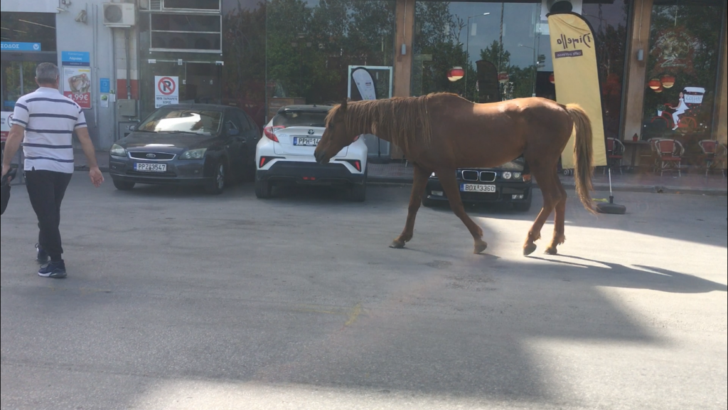 Άλογο βγήκε να… κάνει τη βόλτα του στο κέντρο της Λάρισας (βίντεο)
