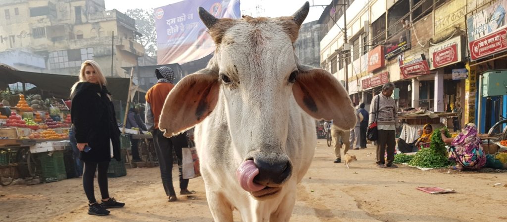 Το έχει «χάσει» ο κόσμος – Ινδός βουλευτής πίνει ούρα αγελάδας σαν φάρμακο για τον κορωνοϊό (βίντεο)