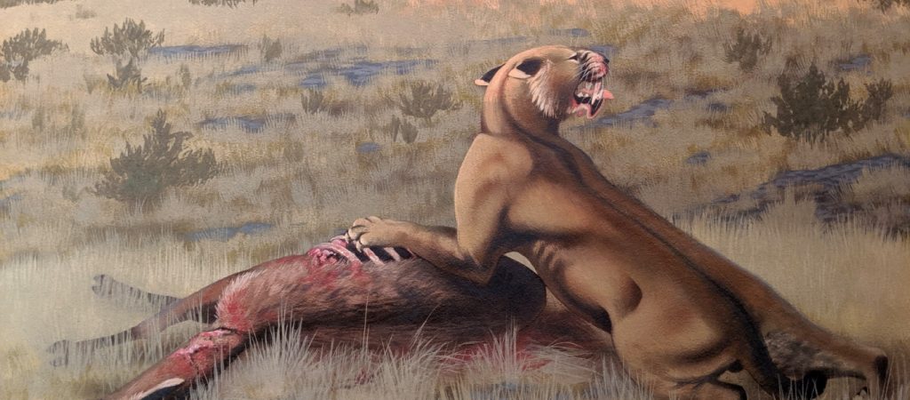 Machairodus lahayishupup: Το μεγαλύτερο είδος αιλουροειδών στην ιστορία του πλανήτη μας (φώτο)