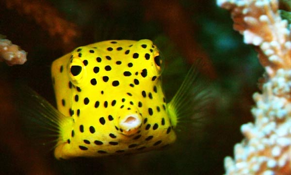 Boxfish: Το παράξενο ορθογώνιο ψάρι με το εντυπωσιακό χρώμα (φωτο)