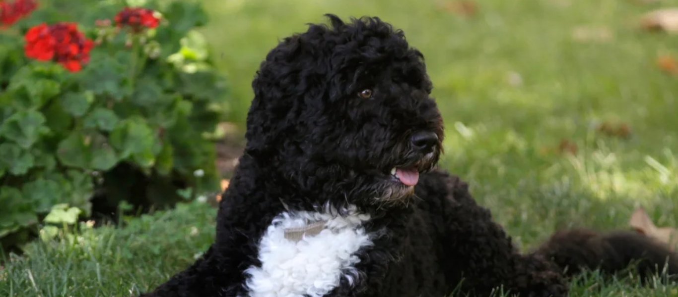 Απεβίωσε ο σκύλος του Μ.Ομπάμα – Το συγκινητικό μήνυμα του πρώην προέδρου των ΗΠΑ