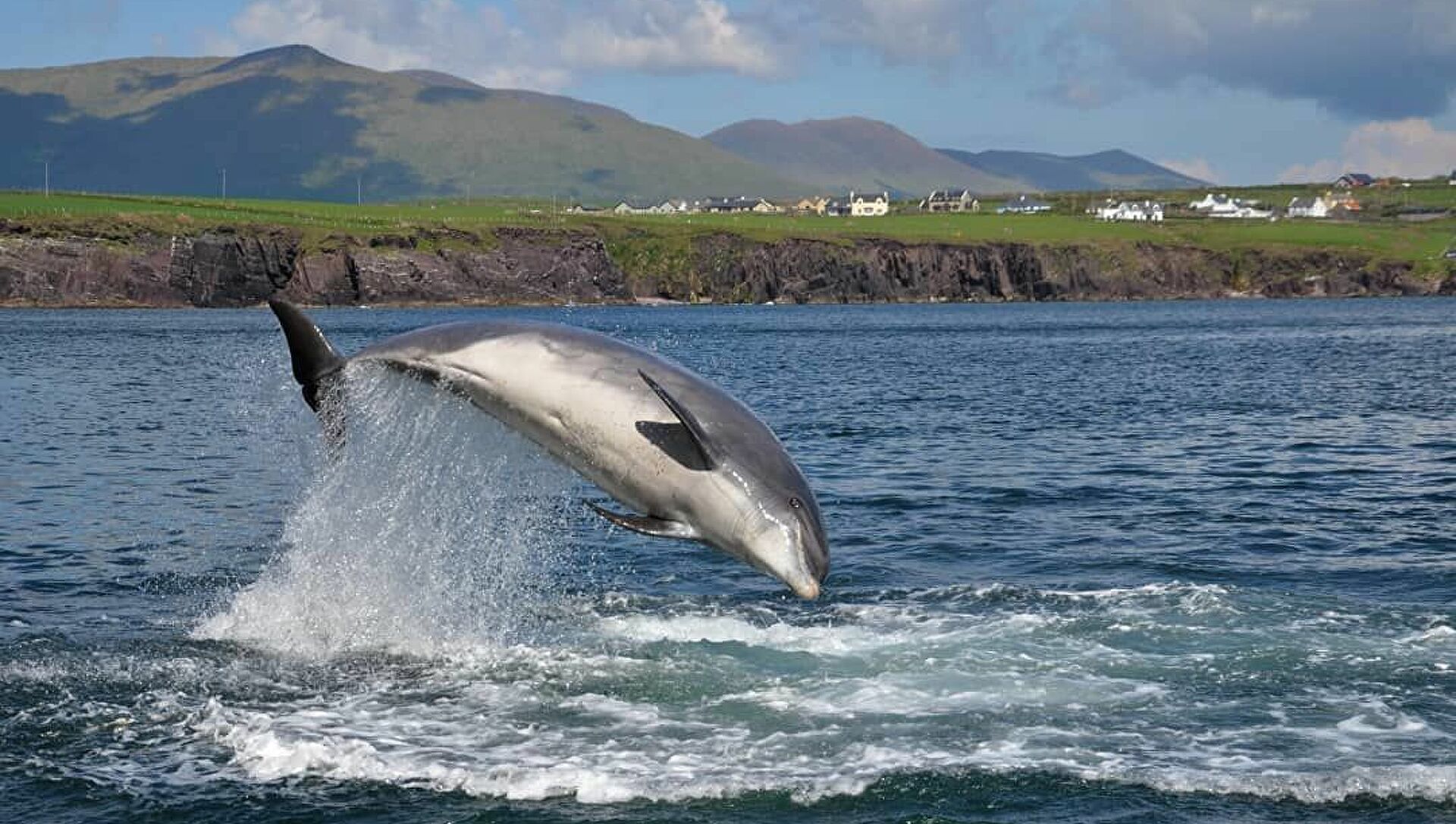 Εντοπίστηκαν νεκρά δύο δελφίνια & μια θαλάσσια χελώνα σε παραλίες της βόρειας Ελλάδας