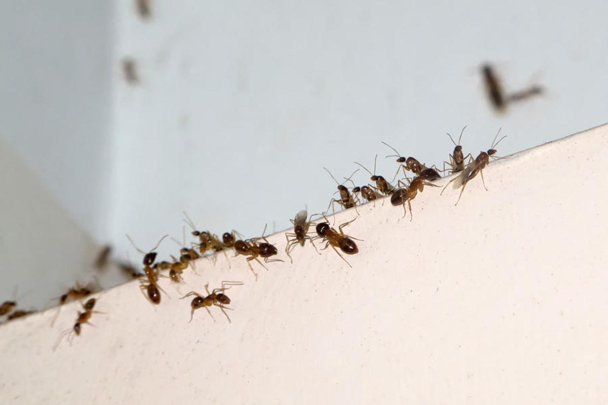 Έτσι θα απαλλαγείτε με τον πιο φυσικό τρόπο από τα έντομα που «τρυπώνουν» στο σπίτι σας