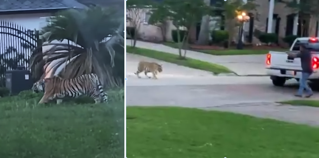 Χιούστον Τέξας: Η τίγρης κυκλοφορούσε ελεύθερη στην πόλη! (βίντεο)