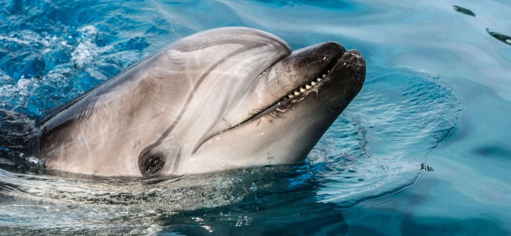 Νέα εμφάνιση δελφινιών στο Λουτράκι – Κολυμπούσαν στην παραλία (βίντεο)