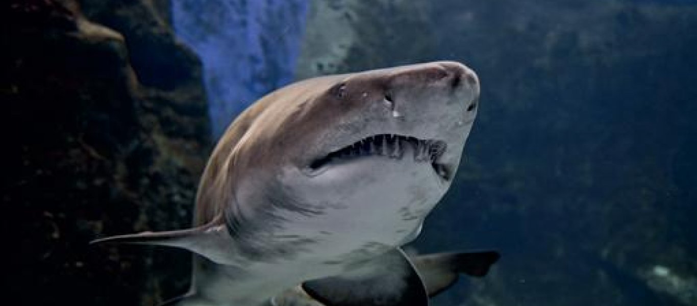 Πέθαναν δύο ταυροκαρχαρίες στο Ενυδρείο της Κρήτης – Ξεκινά έρευνα