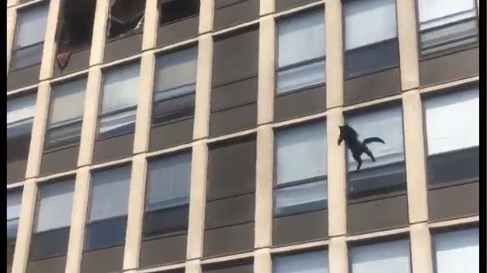 H στιγμή που γάτα πηδάει από τον 5ο όροφο φλεγόμενου κτιρίου στο Σικάγο και φεύγει σαν να μην συνέβη τίποτα (βίντεο)