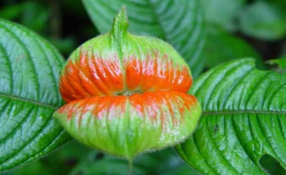 Κι όμως αυτό είναι το σπάνιο φυτό με τα σαρκώδη χείλη για… φίλημα! (φωτο)