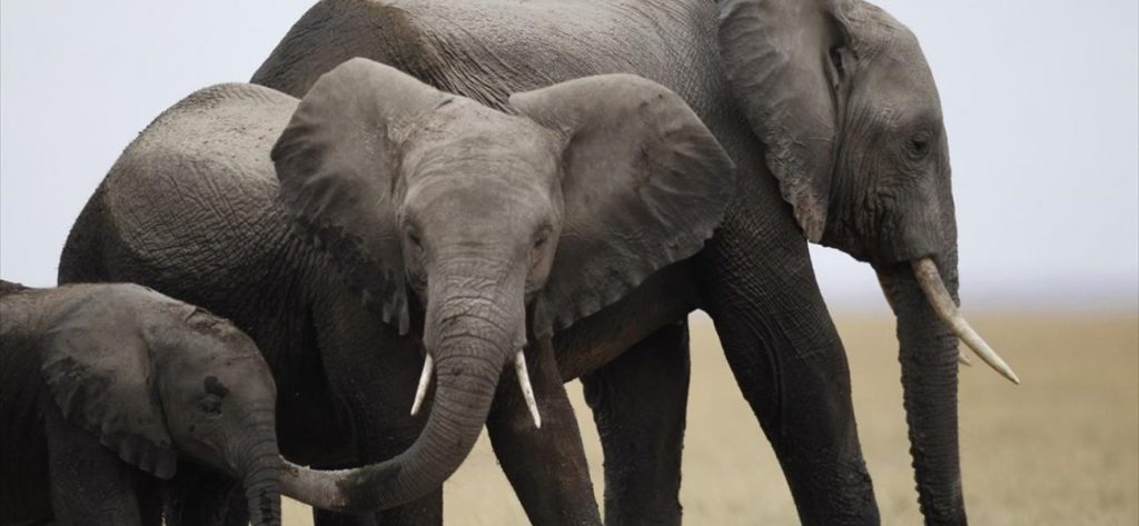 Ινδία: 18 άγριοι ελέφαντες εντοπίστηκαν νεκροί μετά από χτύπημα κεραυνού