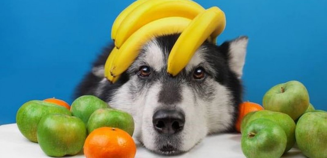 Aυτό είναι το φρούτο που κάνει καλό και σε εσένα αλλά και… στον σκύλο σου