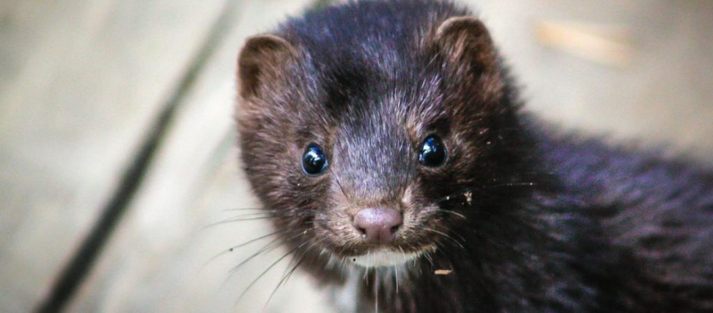 Αηδιαστικό συμβάν στην Δανία – Θα ξεθαφτούν εκατομμύρια σαπισμένα βιζόν υπό τον φόβο ρύπανσης